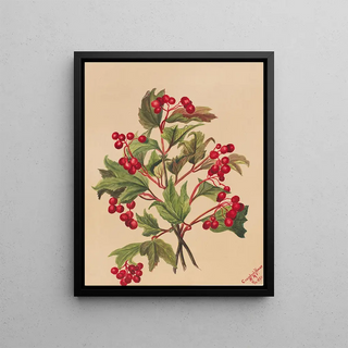 Mary Vaux Walcott - Grouseberry Viburnum americanum.webp