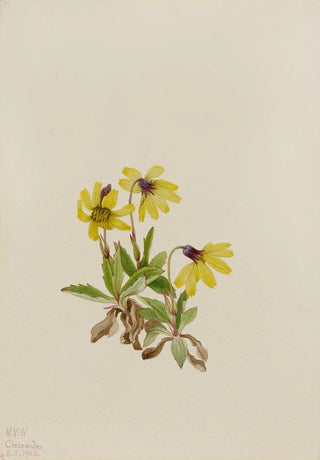 Mary Vaux Walcott - Lake Louise Arnica Arnica louisiana.webp
