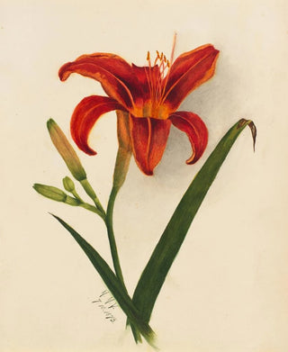 Mary Vaux Walcott - Lily.webp