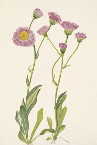 Mary Vaux Walcott - Meadow Fleabane Erigeron speciosus.webp
