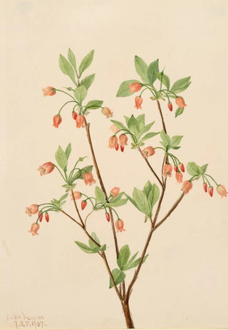 Mary Vaux Walcott - Menziesea Menziesea glabella.webp