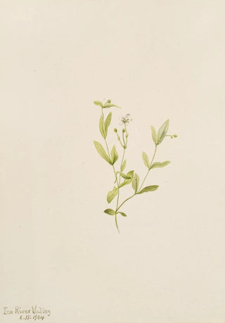 Mary Vaux Walcott - Moehringia laberiflora.webp