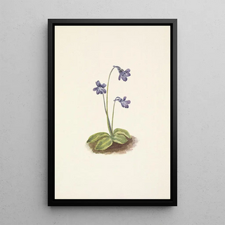 Mary Vaux Walcott - Northern Butterwort Pinguicula vulgaris.webp