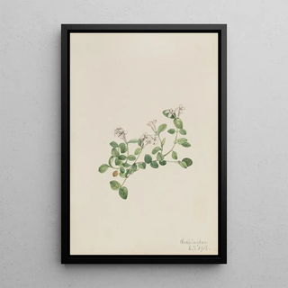 Mary Vaux Walcott - Partridgeberry Mitchella repena.webp