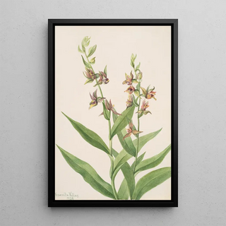 Mary Vaux Walcott - Plant Study.webp