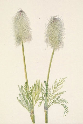 Mary Vaux Walcott - Plume Anemone fruit Pulsatilla occidentalis.webp