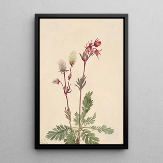 Mary Vaux Walcott - PrairieSmoke Sieversia ciliata.webp