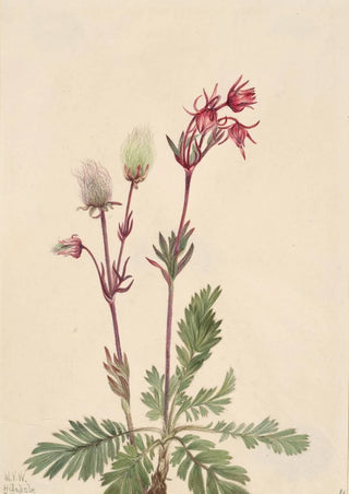 Mary Vaux Walcott - PrairieSmoke Sieversia ciliata.webp