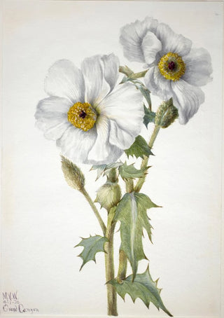 Mary Vaux Walcott - Prickly Poppy Argemone hispeda.webp