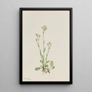 Mary Vaux Walcott - PussyToes Antennaria racemosa.webp