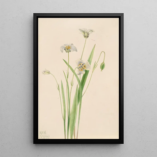 Mary Vaux Walcott - Pussyears Calochortus elegans.webp