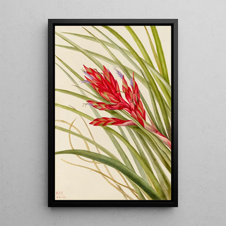 Mary Vaux Walcott - QuillLeaf Tillandsia Tillandsia fasciculata.webp
