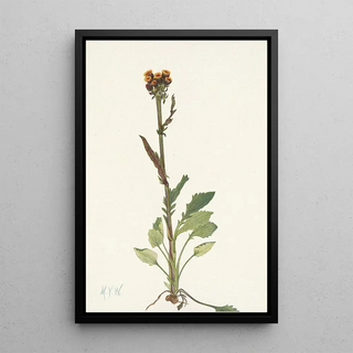 Mary Vaux Walcott - Rayless Groundsel Senecio pauciflorus.webp