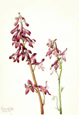 Mary Vaux Walcott - Red Larkspur Delphinium nudicale.webp