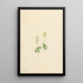 Mary Vaux Walcott - Rocky Mountain Twayblade Ophrys necrophylla.webp