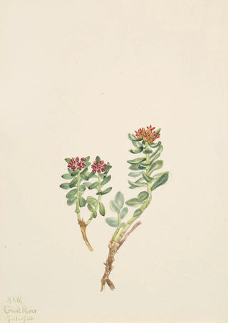 Mary Vaux Walcott - Sanifoiga adscendeus.webp