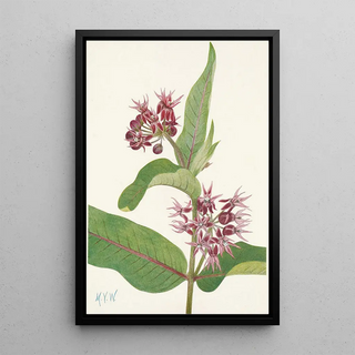 Mary Vaux Walcott - Showy Milkweed Asclepias speciosa.webp