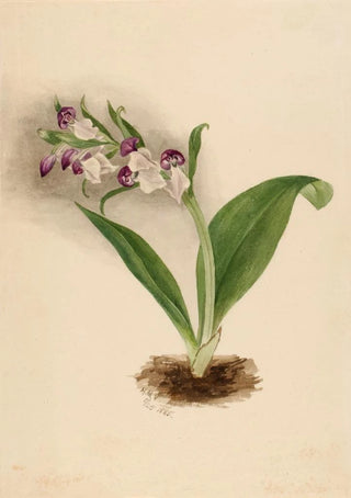Mary Vaux Walcott - Showy Orchids Orchis spectabilis.webp