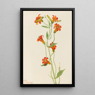 Mary Vaux Walcott - Small Tiger Lily Lilium parvum.webp
