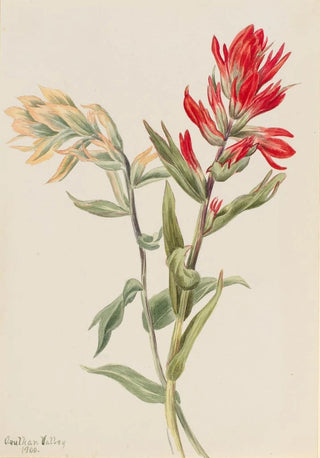 Mary Vaux Walcott - Stachys palustria.webp