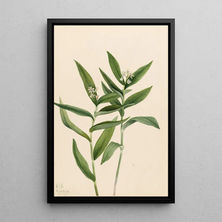 Mary Vaux Walcott - Star Solomonplume Vagnera stellata.webp