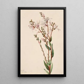 Mary Vaux Walcott - Tarflower Befaria racemosa.webp