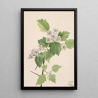 Mary Vaux Walcott - Thicket Hawthorn Crataegus coccinea.webp