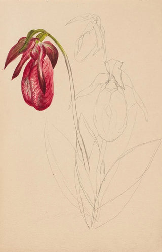 Mary Vaux Walcott - Unfinished Sketch.webp