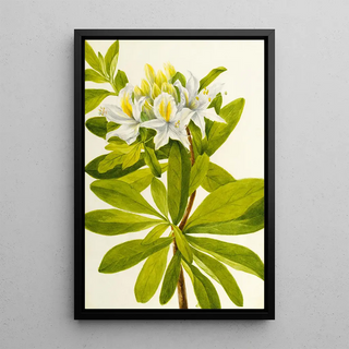 Mary Vaux Walcott - Western Azalea.webp