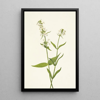 Mary Vaux Walcott - Yellow Pentstemon Pentstemon confertus.webp