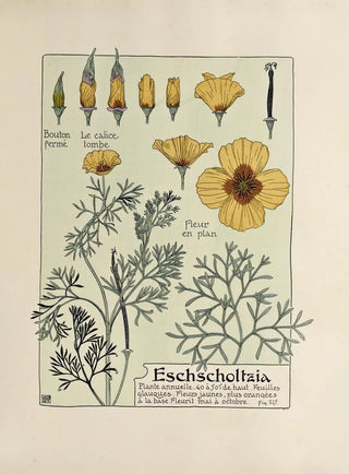 Maurice Pillard Verneuil - Eschscholtzia.webp