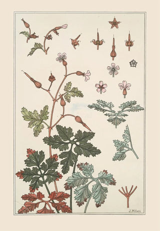 Maurice Pillard Verneuil - Geranium sauvage.webp