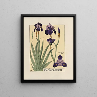 Maurice Pillard Verneuil - Iris Germanique.webp