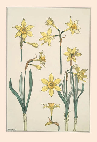 Maurice Pillard Verneuil - Jonquille.webp