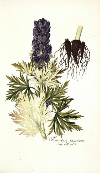 Nikolaus Joseph Freiherr von Jacquin - Aconitum tauricum.webp
