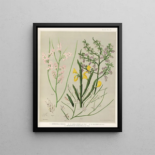 Sarah Featon - 1 Carmichaelia odorata 2 C Flagelliformis and Fruit 3 C Williamsii and Fruit 4Notospartium carmichaelia and Fruit Plate 26.webp