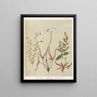 Sarah Featon - 1 Drosera arcturi 2 Drosera binata 3 Drosera auriculata 4 Halaragis altata Plate 33.webp