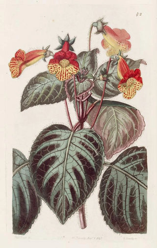 Sydenham Edwards - Painted Achimenes.webp