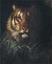 Tête de tigre - Abbott Handerson Thayer — artwork view