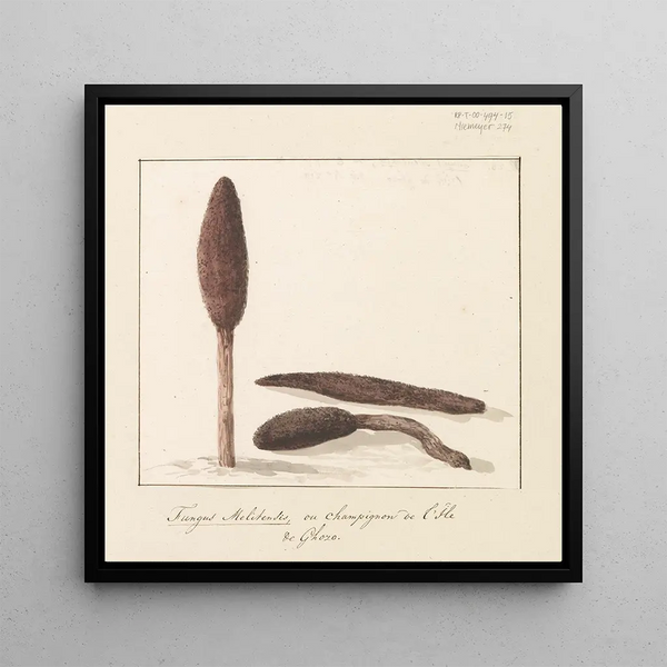 AbrahamLouisRodolphe Ducros - Zeldzame plant van eiland Gozo.webp