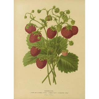 Abraham Jacobus Wendel - Nederlandsche flora en pomona Pl02.webp