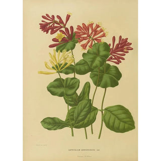 Abraham Jacobus Wendel - Nederlandsche flora en pomona Pl03.webp