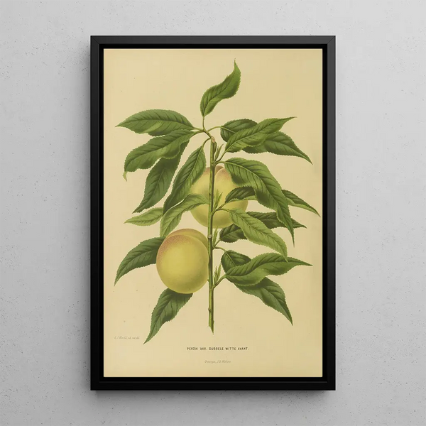 Abraham Jacobus Wendel - Nederlandsche flora en pomona Pl06.webp