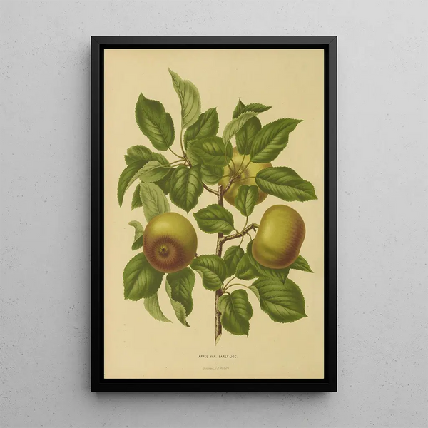 Abraham Jacobus Wendel - Nederlandsche flora en pomona Pl07.webp
