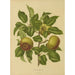 Riproduzione del dipinto Flore e pomone olandesi Pl07 - Abraham Jacobus Wendel