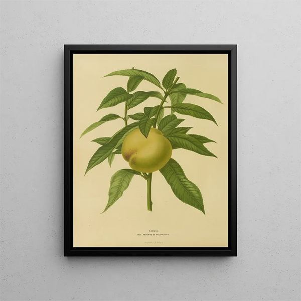 Abraham Jacobus Wendel - Nederlandsche flora en pomona Pl09.webp
