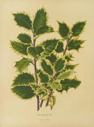 Abraham Jacobus Wendel - Nederlandsche flora en pomona Pl18.webp