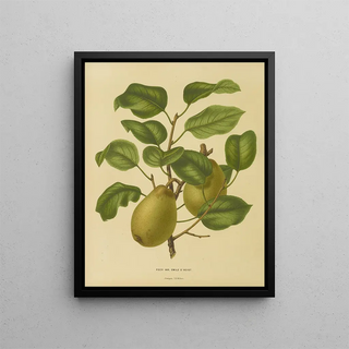 Abraham Jacobus Wendel - Nederlandsche flora en pomona Pl25.webp