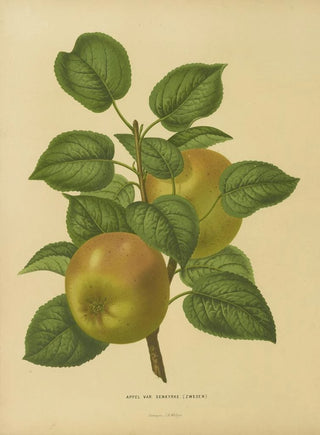 Abraham Jacobus Wendel - Nederlandsche flora en pomona Pl27.webp