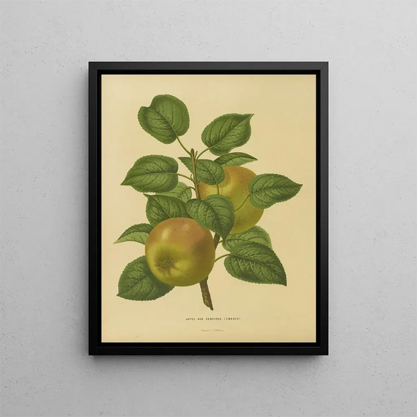 Abraham Jacobus Wendel - Nederlandsche flora en pomona Pl27.webp